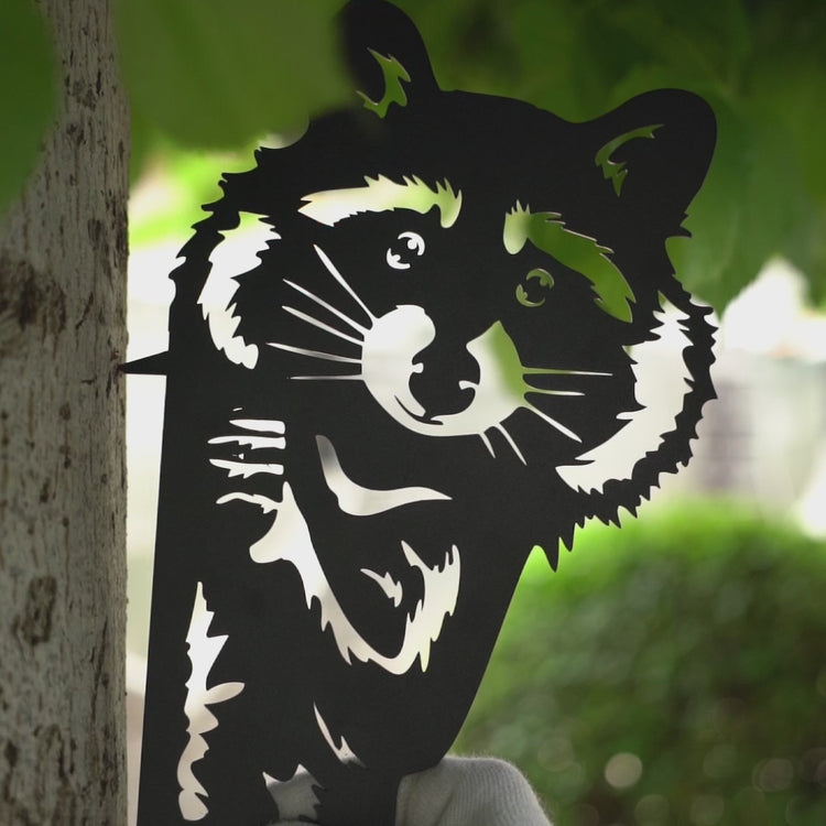 Waschbär