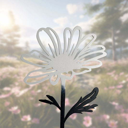 Die Margerite -  Blume