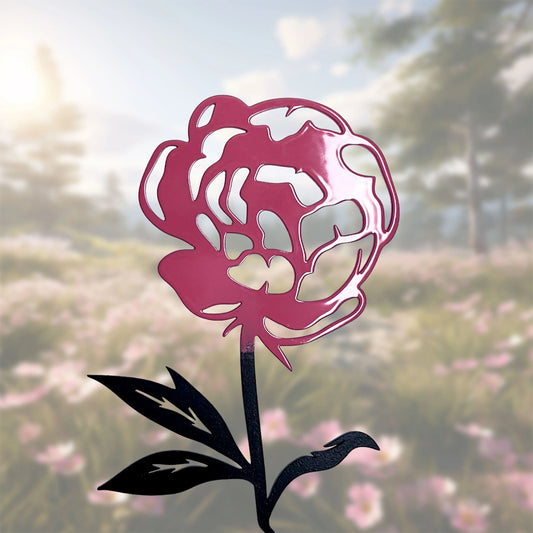 Die Pfingstrose -  Blume