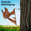 Neugieriges Eichhörnchen -  Baumtier