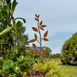 Azalea -  Blume