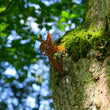 Neugieriges Eichhörnchen -  Baumstecker
